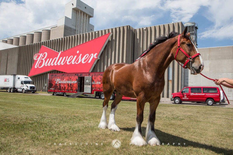 Budweiser Clydesdales Calendar Photoshoot - TR Design Studio
