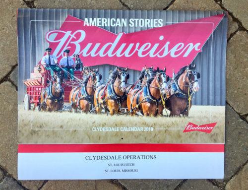 Budweiser Clydesdales Calendar Photoshoot