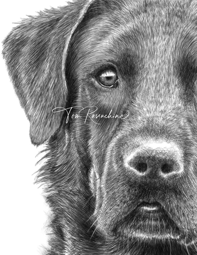 Labrador Retriever Drawing TR Design Studio