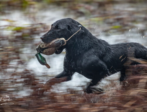 Sporting Dog Photography