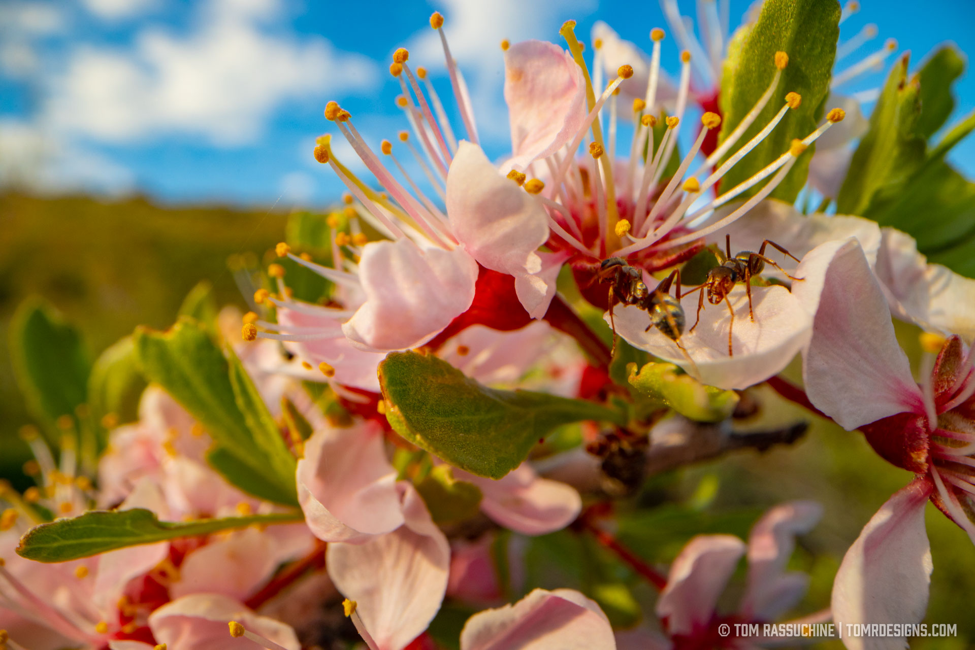 2023 Nevada Desert Wildflowers Superbloom