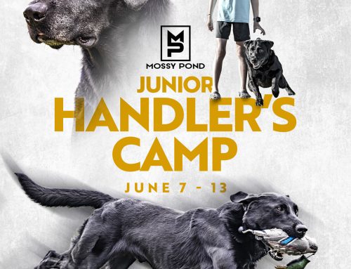 Graphic Design For Duck Dog Training Camp