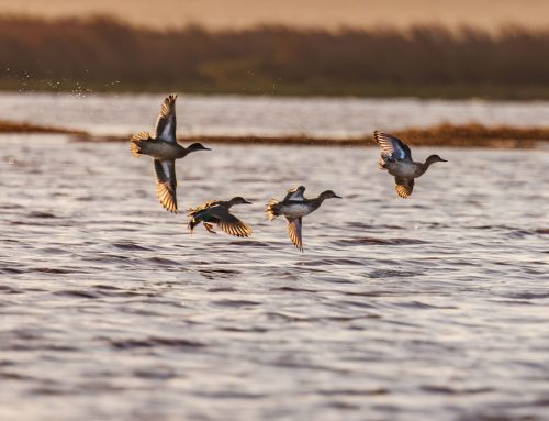 California Waterfowl Potrero Reel Video Edit